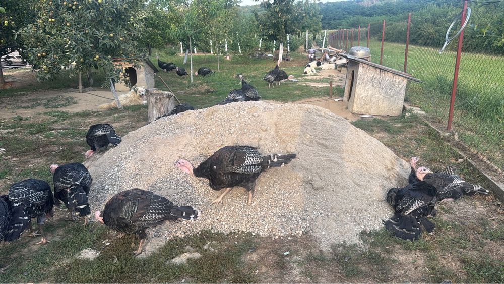 Curcani de vânzare