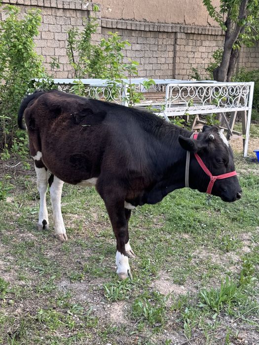 G’o’najjin Qoramol G’unajin