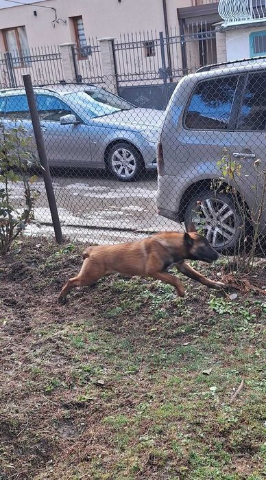 Белгийска овчарка