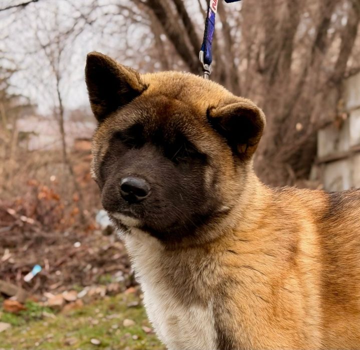 Американская акита