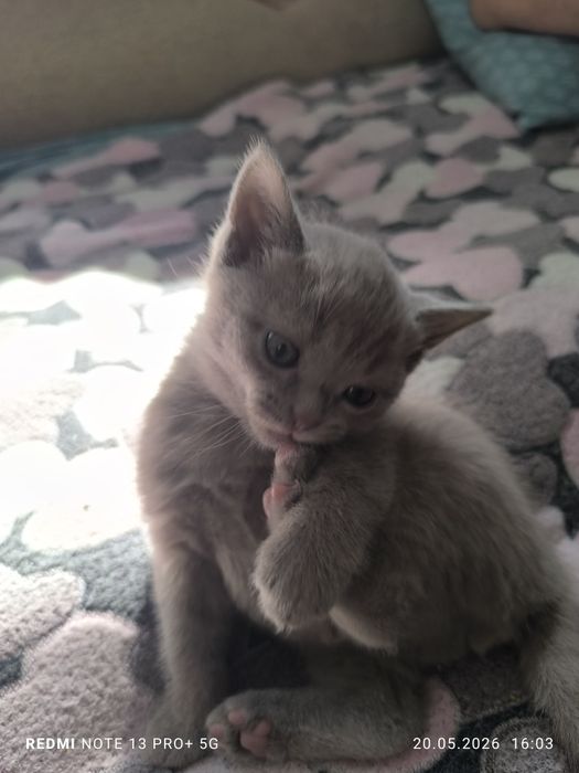 Британские котята