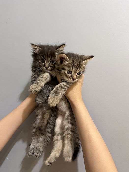 Милые котята в добрые руки
