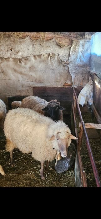 Oi tigaie fatate de vanzare mioare .