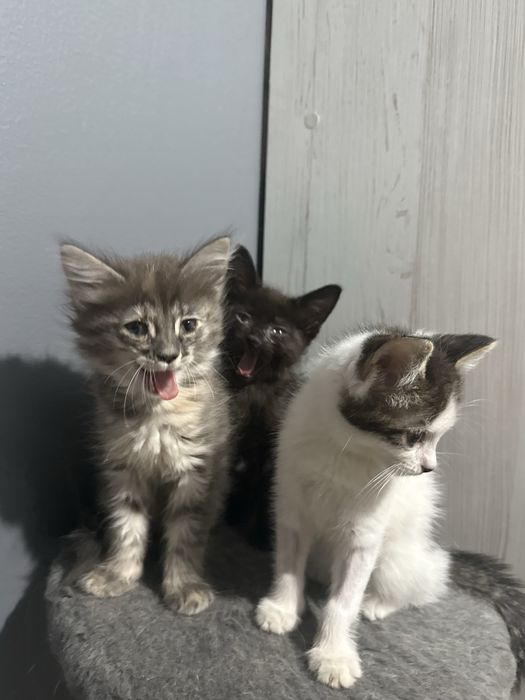 котят в добрые руки