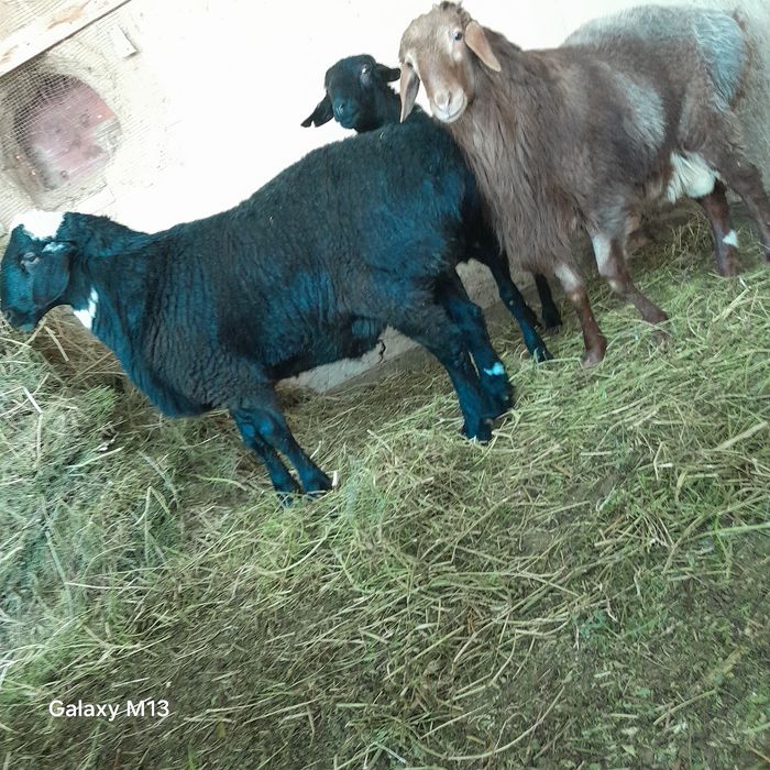 Quchorlar sotiladi katta kuchqor