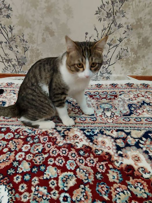 Уй мушуги сотилади