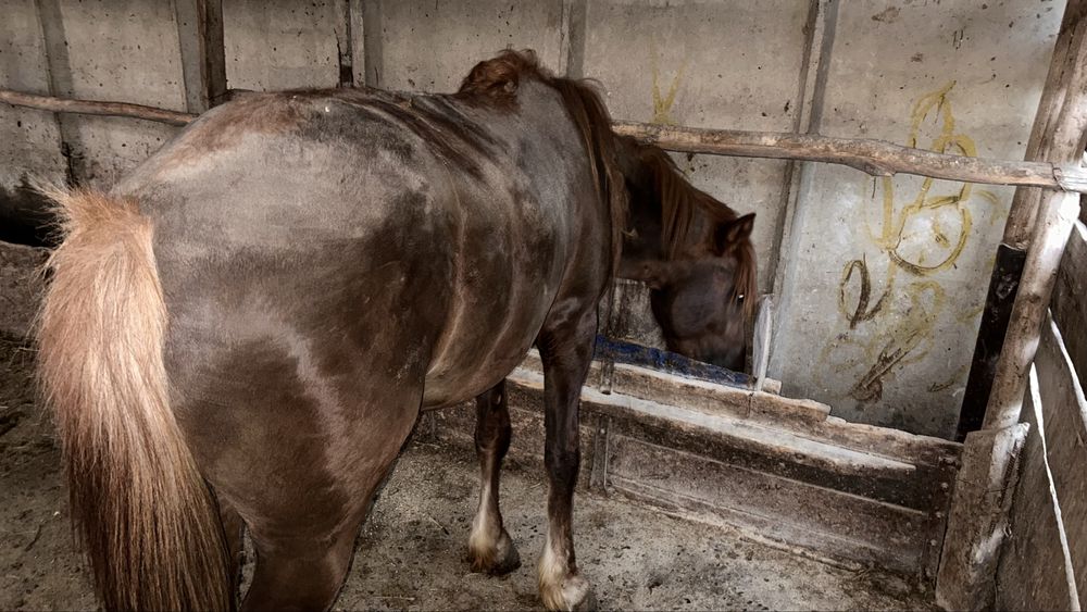 Лошадь / жылқы |  Айғыр 4 жасар аткорм