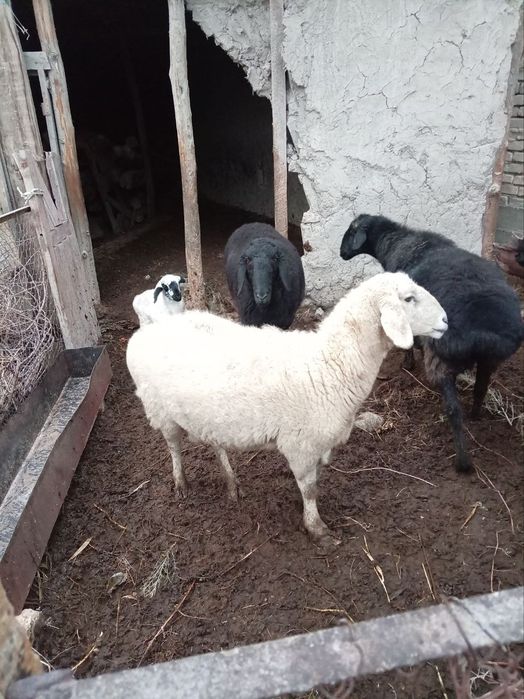 Ona bola qora quloq qo'ylar sotiladi