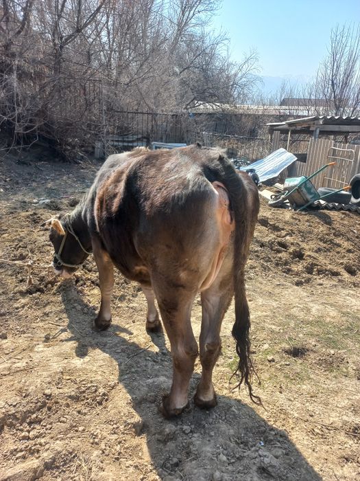 Сиыр сатылады (Алатау-Швед)