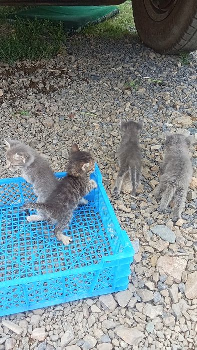 Котята бесплатно