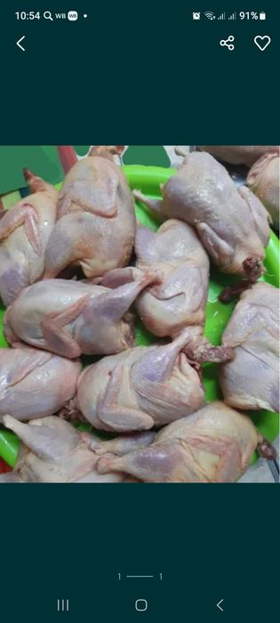 Перепелки домашние.