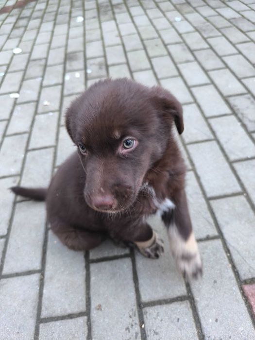 Donez un câine de talie medie.