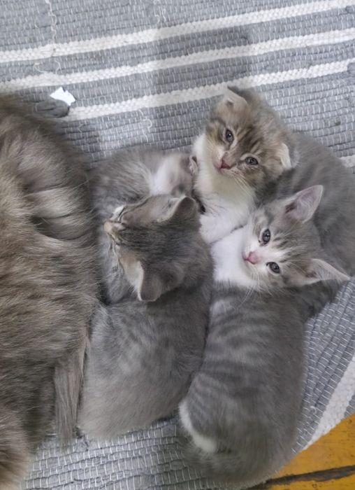 Отдам котят бесплатно