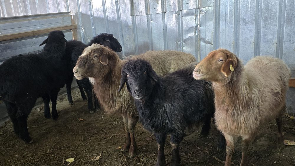 Кой токты тоқты қой