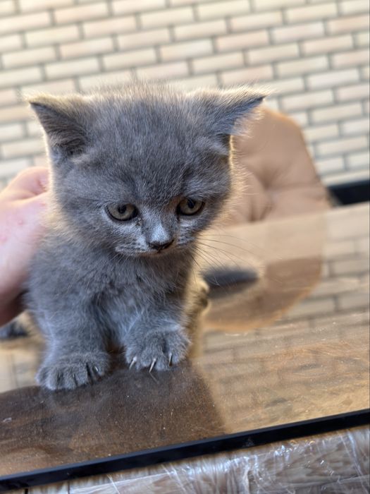 Продаются котята!