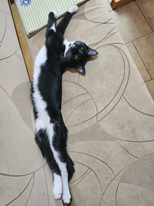 Hadya qilaman qiz mushukcha