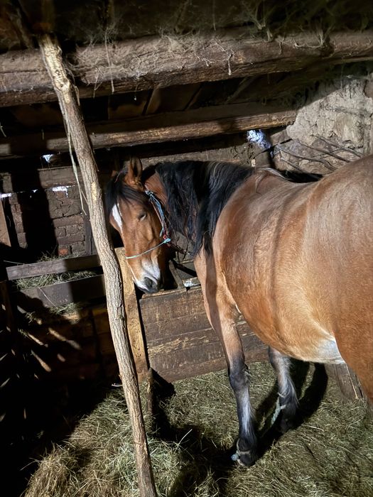 Vánd Iapă Dragomirești