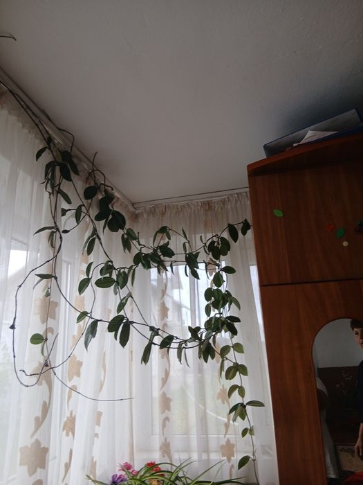 Vand floare pret 100 de lei fiecare