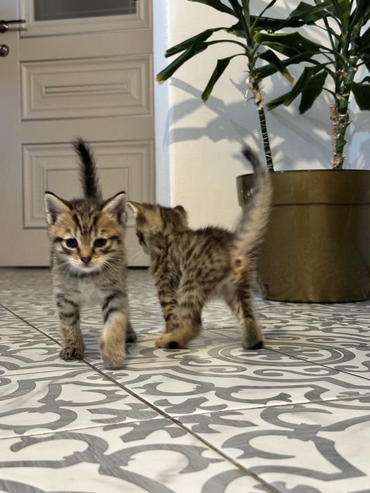 Отдам котят. Мальчики.