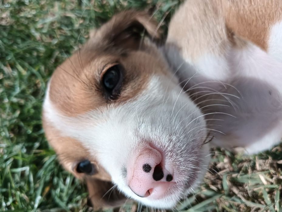 Catelusa rasa beagle