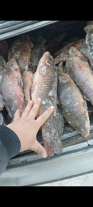 Сазан и Карас оптом торгайский