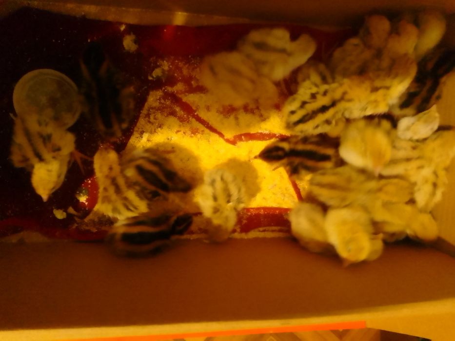 Pui de prepeliță ,prepelițe și ouă de prepeliță de vânzare