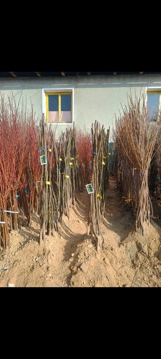 Mar cu miez rosu ionatan, topaz  la oferta 13 lei bucata. 100 buc disp