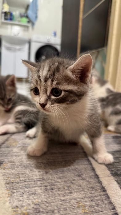 Отдам котят в добрые руки