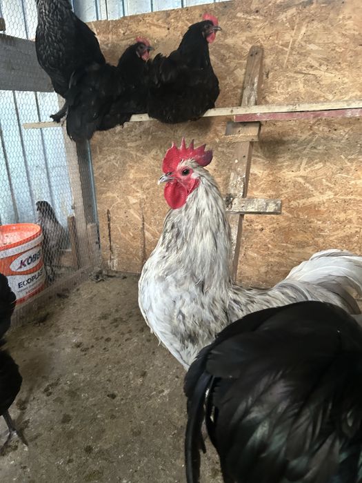 Cocoș Australorp matur (2025)