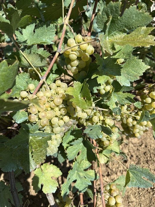 De vinzare truguri nobili pentru vin ,mai multe soiuri !