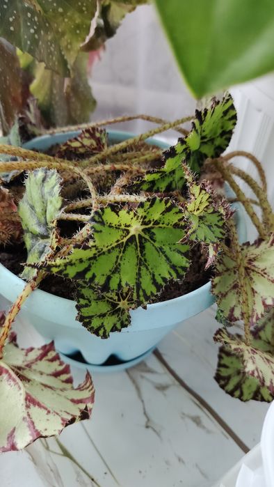 Комнатные цветы разные