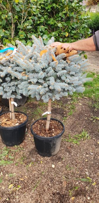 Vindem brazii argintii și verzi calitate extra