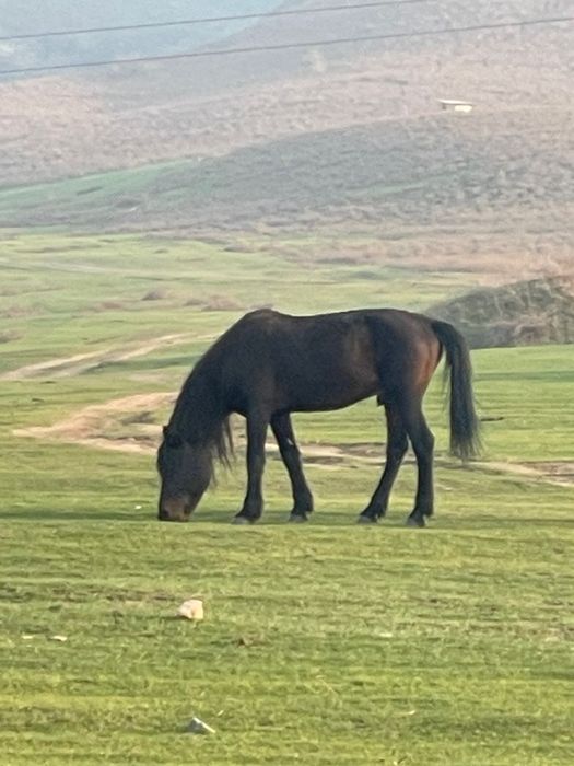 Уйырге айгыр сатылады
