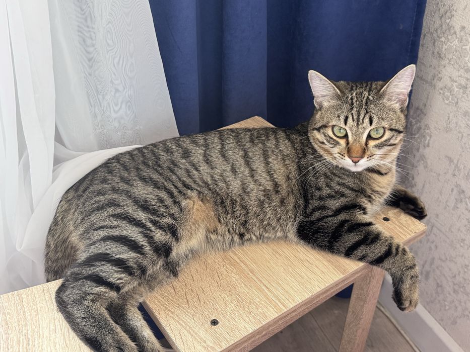 Отдам кота в хорошие руки