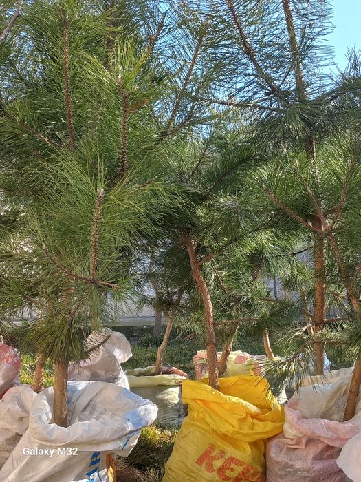 Сосна Крымская,7лет.