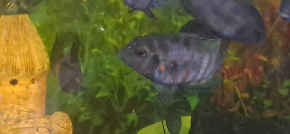 Аквариумные рыбы