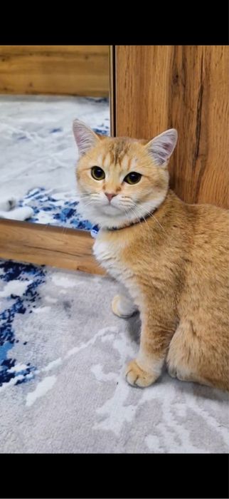Кошка золотая шиншила, 1,5 года