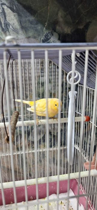 Продаю конарейку