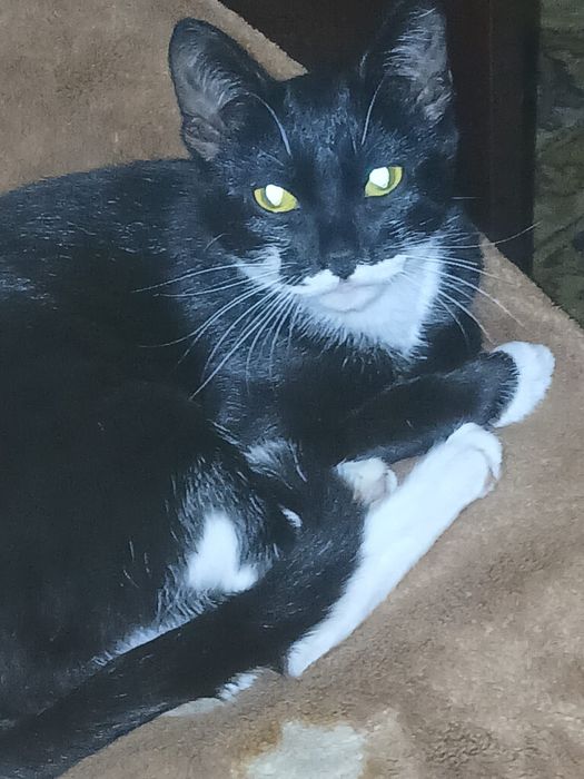 Котята британо-сиамские