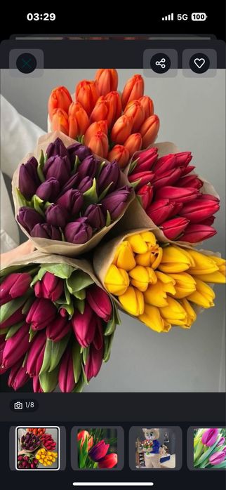 Тюльпаны по 700 тг