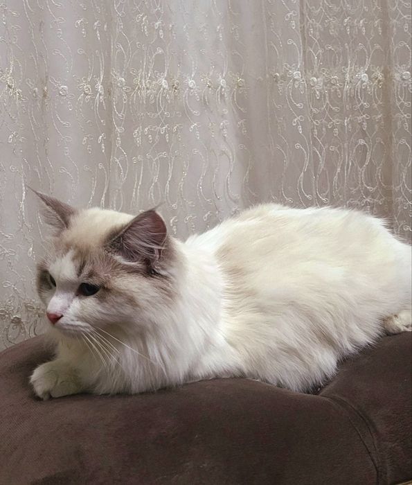 продаётся чистокровный рэгдолл