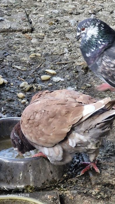 De vanzare porumbei americani