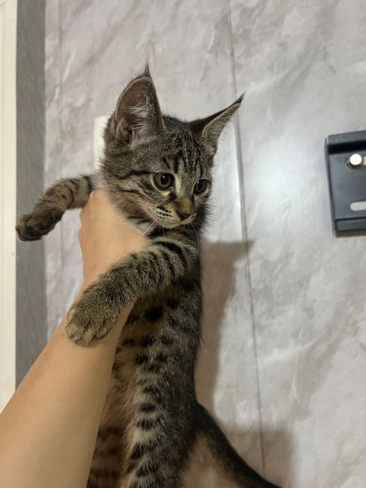 Котята ищут свой дом
