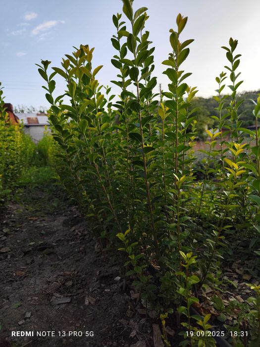 Лигуструм - Жив плет