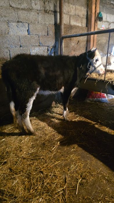 Бузвулы Сиыр сатылады