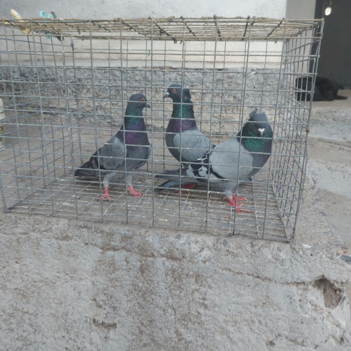 Сизи 2 чубати самец лиси самка