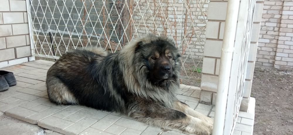 Кавказская овчарка