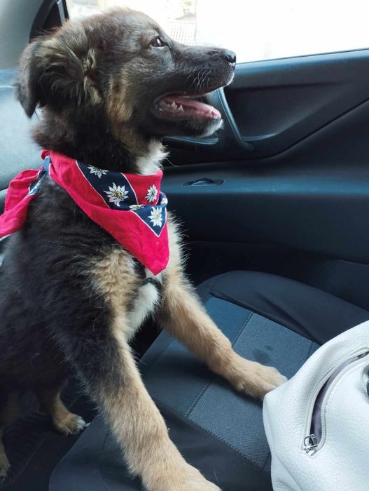 Женско кученце търси дом