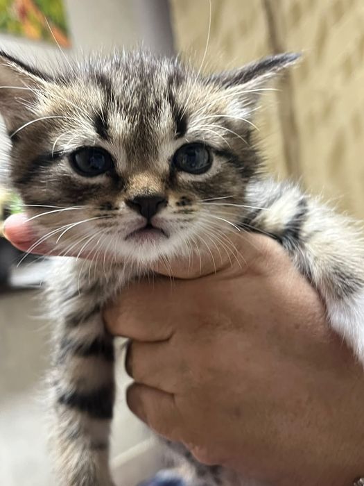 Отдам котят в хорошие руки