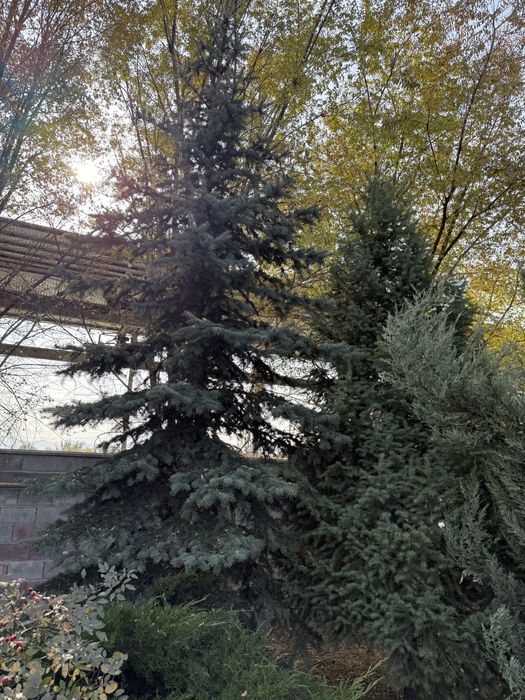 Голубая ель елка